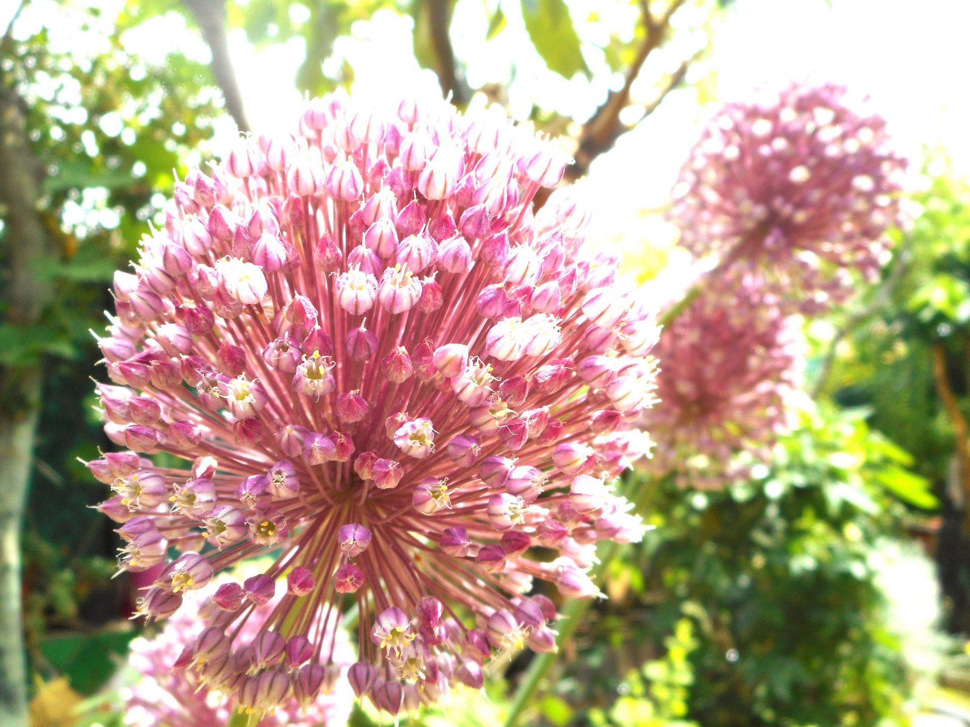 Les chemins d'Agaïadez